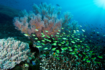 Naklejka na ściany i meble Underwater Bali