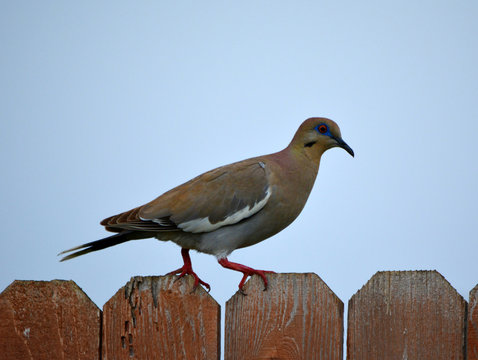 Dove with blue eyes/Dove with blue eyes walking on a fence.