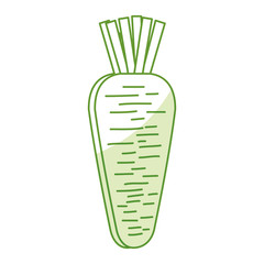 carrot fresh vegetable icon vector illustration design