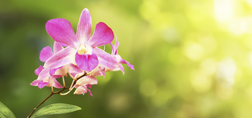 Beautiful nature in summer of Pink Orchid in the forest at twilight time.