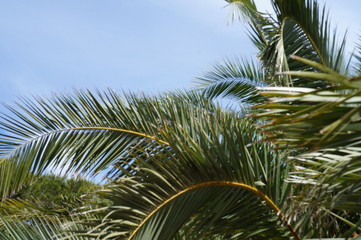 Fototapeta premium Palmen