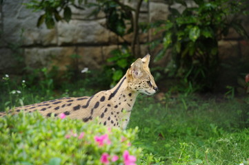 獲物を狙うサーバルキャット