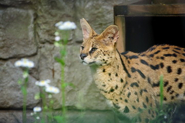 寝床からひょっこり顔を出した眠たいサーバル