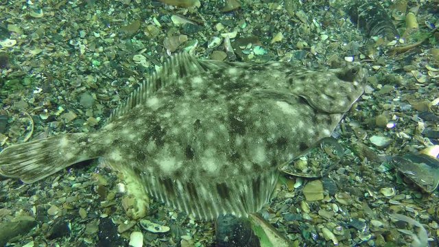 Fish European flounder (Platichthys flesus) lies on the seabed, medium shot.
