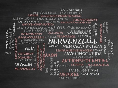 Nervenzelle