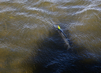 Caught on a spoon-bait pike close up.