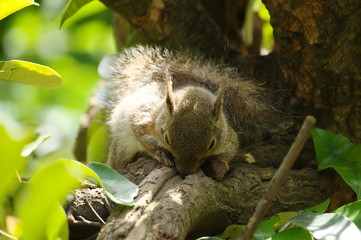 見つからないようにじっとするリス