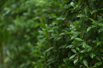 rain drop on green leaf nature