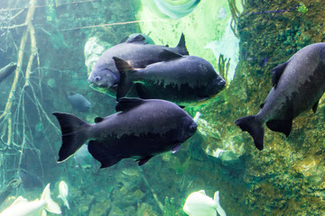 Fototapeta premium Big fish, living in nature among corals in the tropical seas. Aquarium with sea water. A beautiful image for children, artists and web designers.
