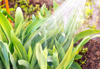 Obraz premium view of the woman's hands watering the garden plants, on a hot summer day watering