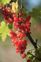 Rote Johannisbeeren