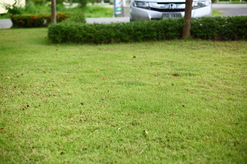 green sod grass turf playground in park