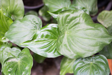 green leaves background texture