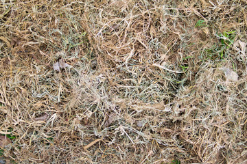 dried grass background texture