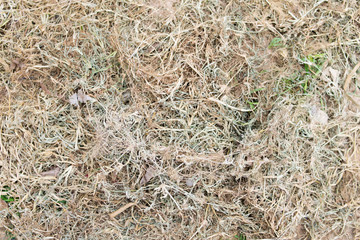 dried grass background texture