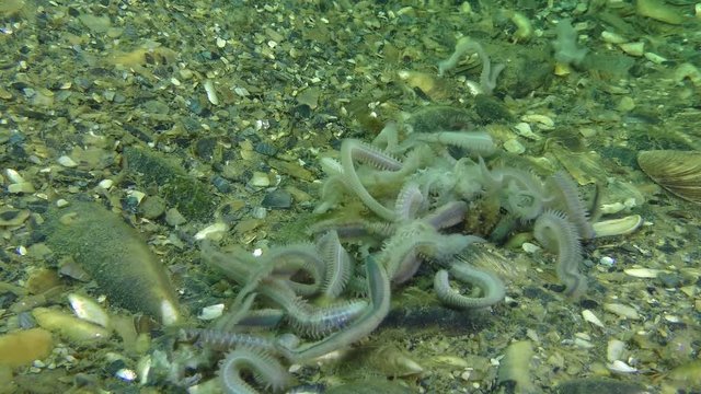 Reproduction of Clam Worms (Nereis sp.): Mass of dead worms on the seabed the next day after spawning.
