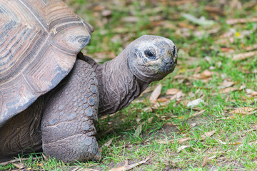 Aldabra Giant Tortoise, Seychelles tortoise

