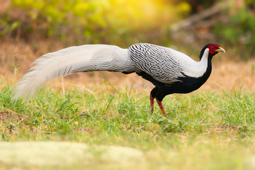 Fototapeta premium Fashionable bird,walking in field early morning..Beautiful bird ,Silver Pheasant (lophura nycthemera),male making for a living in the highland forest,northern Thailand.