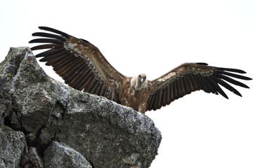 Griffon vulture (Gyps fulvus)