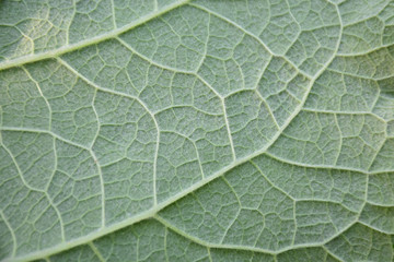 Texture of the lower part of the burdock