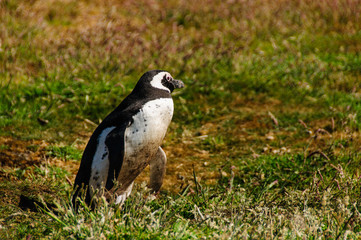 Magellanic Penguin at Carcass Island