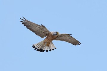 Lesser kestrel (Falco naumanni)