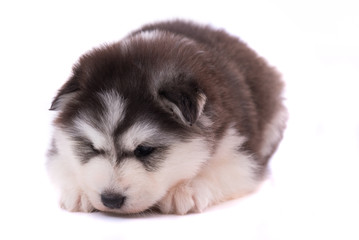 Fototapeta premium Siberian puppy isolated