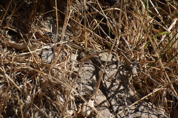 Lizard
