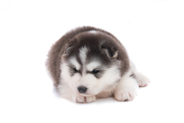 Siberian puppy isolated
