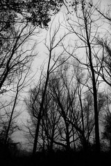 Tall and skeletal trees, dark and mysterious mood