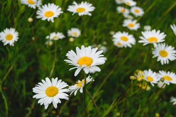 Fototapeta premium White wild daisies on a green meadow