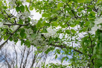 Цветущая груша