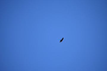 Wildlife