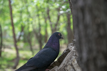 Голубь в парке