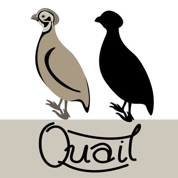 quail  vector illustration style Flat black silhouette