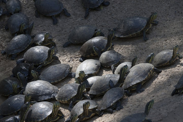 Emydidae Green Turtles in groups in zoo,Parque La Venta, La Venta Park, Villahermosa, Tabasco, Mexico.
