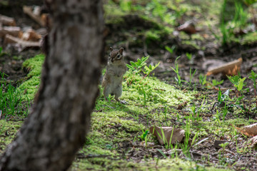 Любопытный бурундук