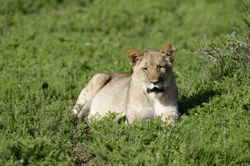 Lion cub, South Africa