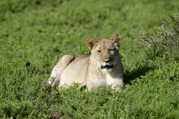 Fototapeta na wymiar Lion cub, South Africa