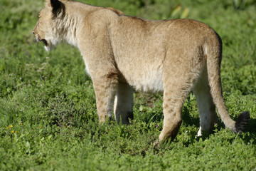 Lion cub, South Africa