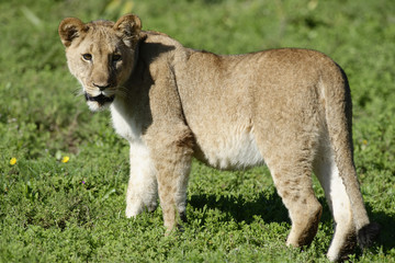 Naklejka premium Lion cub, South Africa