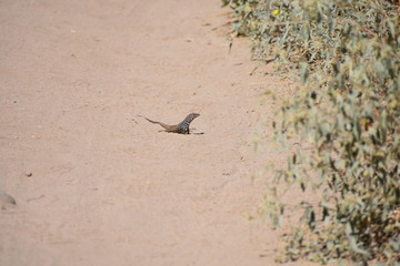 Lizard