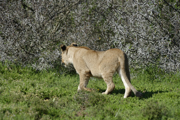 Fototapeta na wymiar Lion cub, South Africa