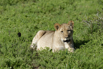 Lion cub, South Africa