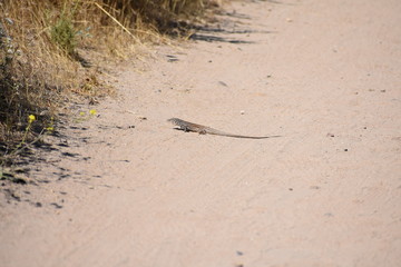Lizard