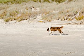 Naklejka premium Dog running on beach