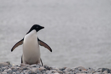 Adelie Penguins on Paulet Island