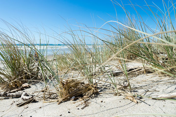 Tussock grasses on the seashore