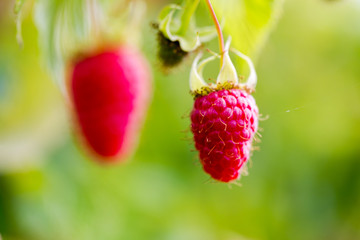 Raw juicy pink raspberries on branch in orchard
