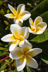 hübsche Plumeria